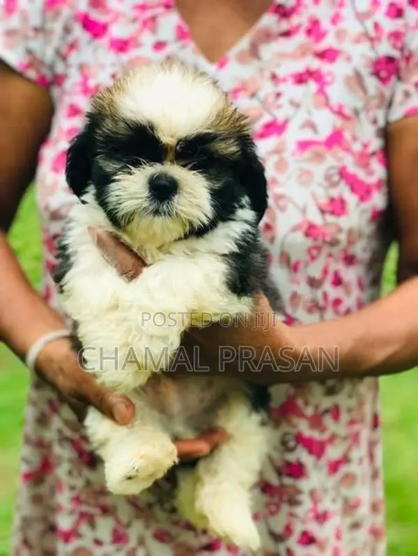 Shih Tzu Puppies