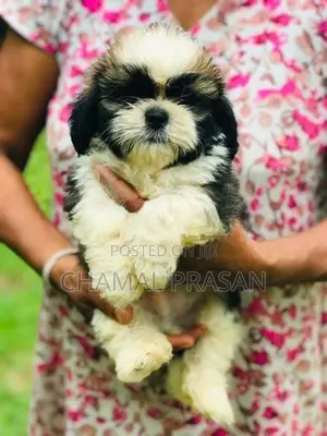 Shih Tzu Puppies