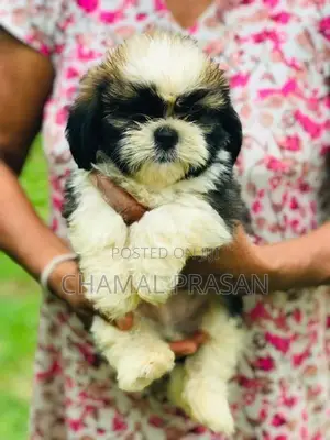 Shih Tzu Puppies