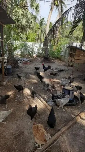 நாட்டு கோழி