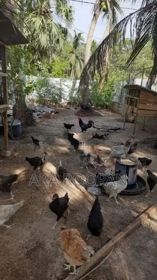 நாட்டு கோழி