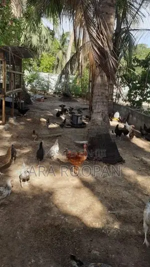 நாட்டு கோழி
