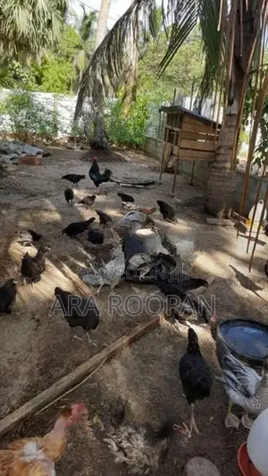 நாட்டு கோழி