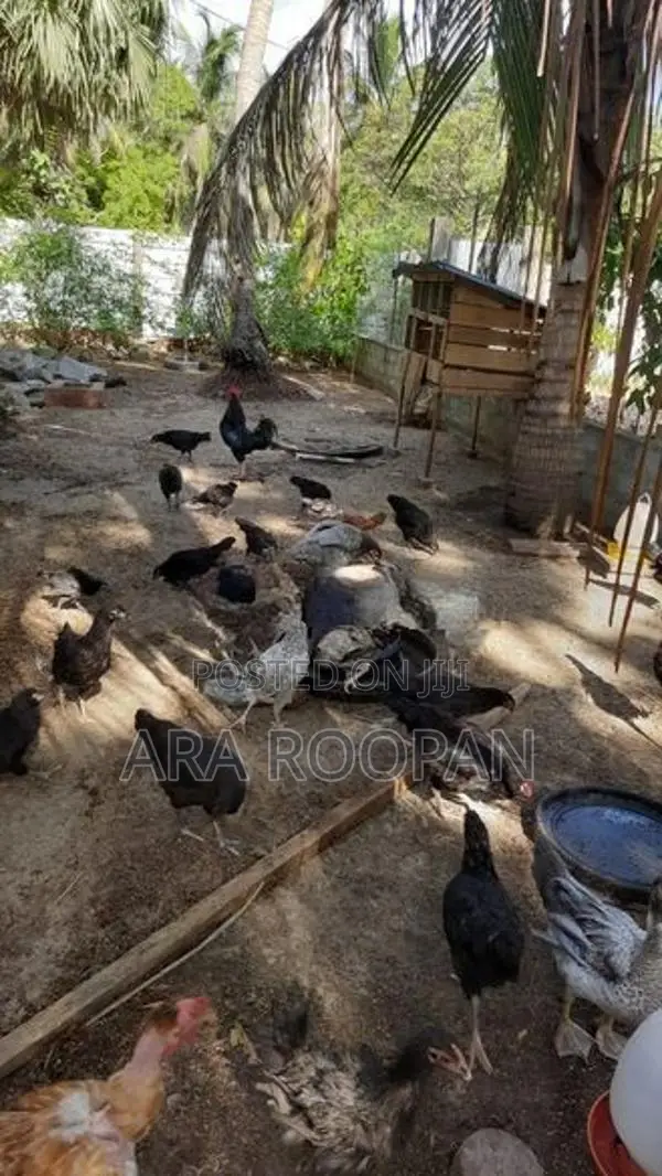 நாட்டு கோழி
