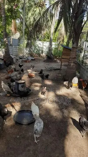 நாட்டு கோழி