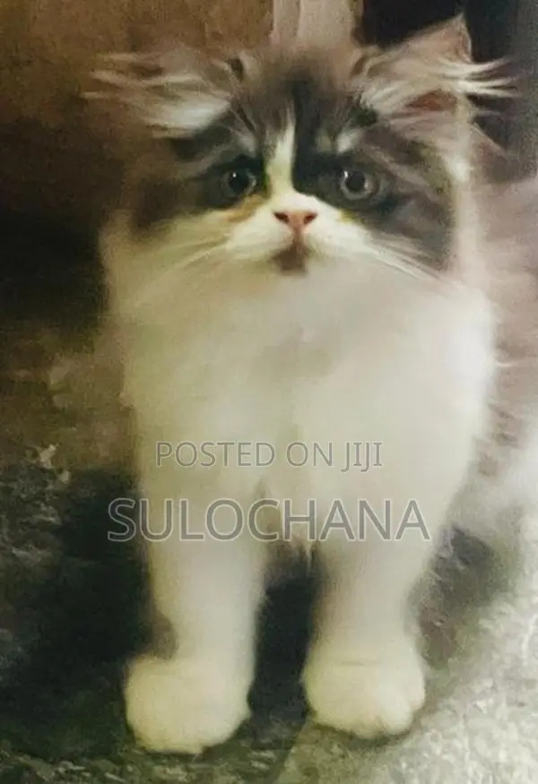Punchface Persian Kittens