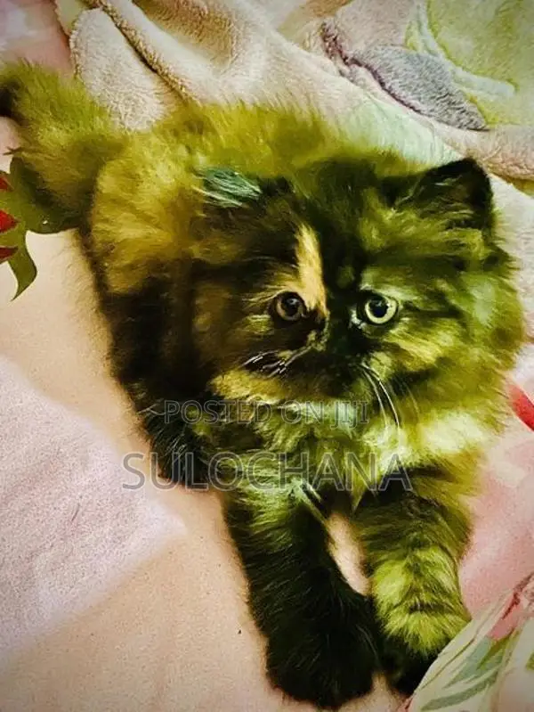 Punchface Persian Kittens