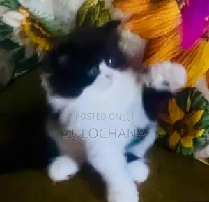 Punchface Persian Kittens