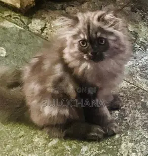 Punchface Persian Kittens
