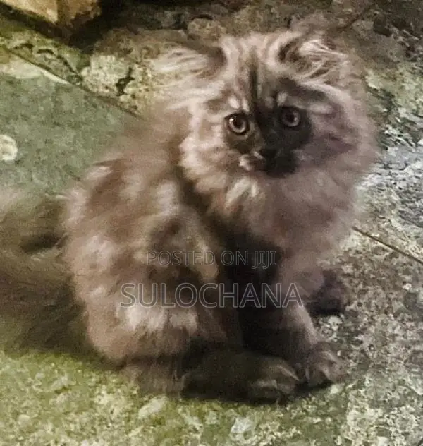 Punchface Persian Kittens