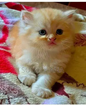 Punchface Persian Kittens