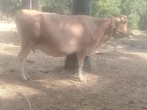 Milk Cow