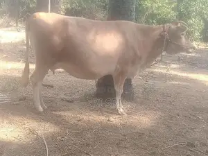 Milk Cow