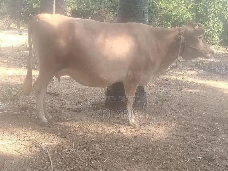 Milk Cow