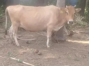 Milk Cow