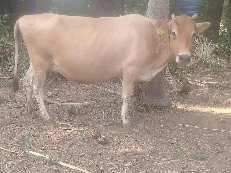 Milk Cow