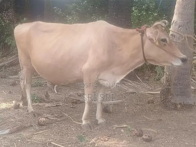 Milk Cow