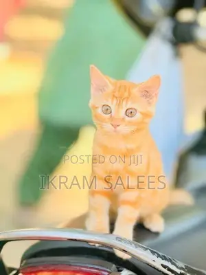 Persian Cat