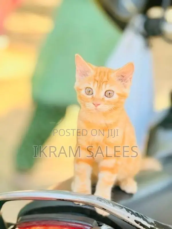 Persian Cat
