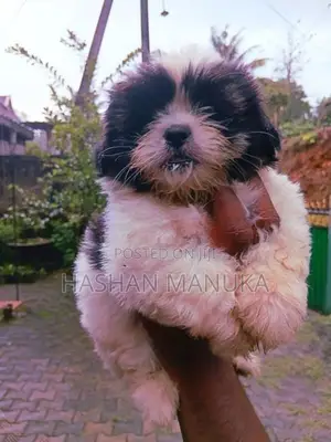 Shih Tzu Puppies