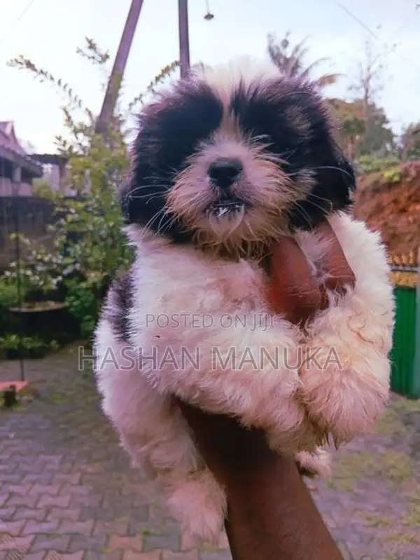 Shih Tzu Puppies