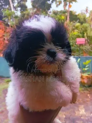 Shih Tzu Puppies