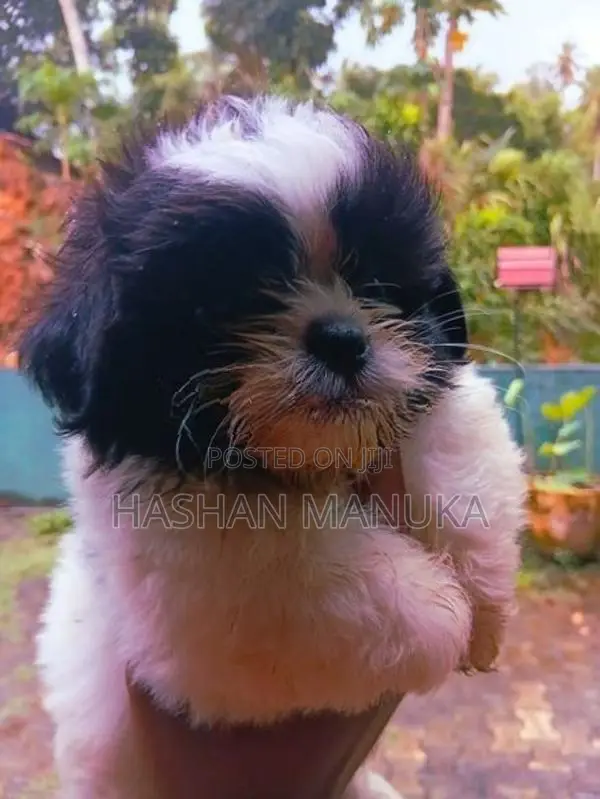 Shih Tzu Puppies