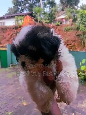 Shih Tzu Puppies