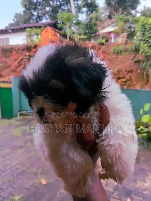 Shih Tzu Puppies
