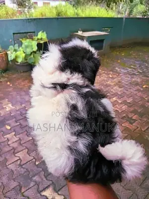 Shih Tzu Puppies
