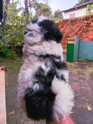 Shih Tzu Puppies