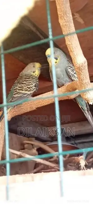 Love Birds