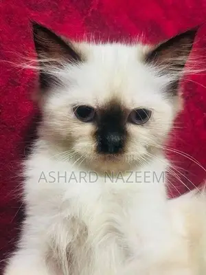 Adorable Seal Point Himalayan