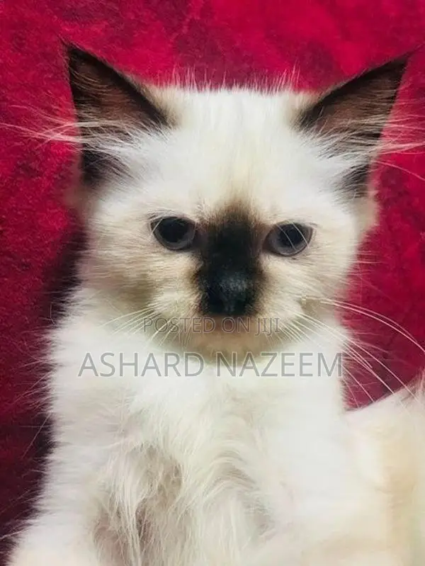 Adorable Seal Point Himalayan