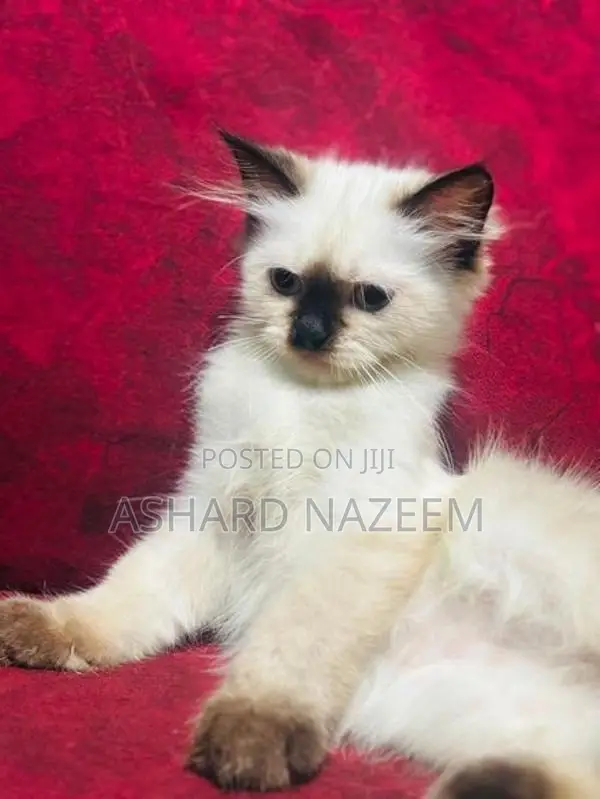 Adorable Seal Point Himalayan