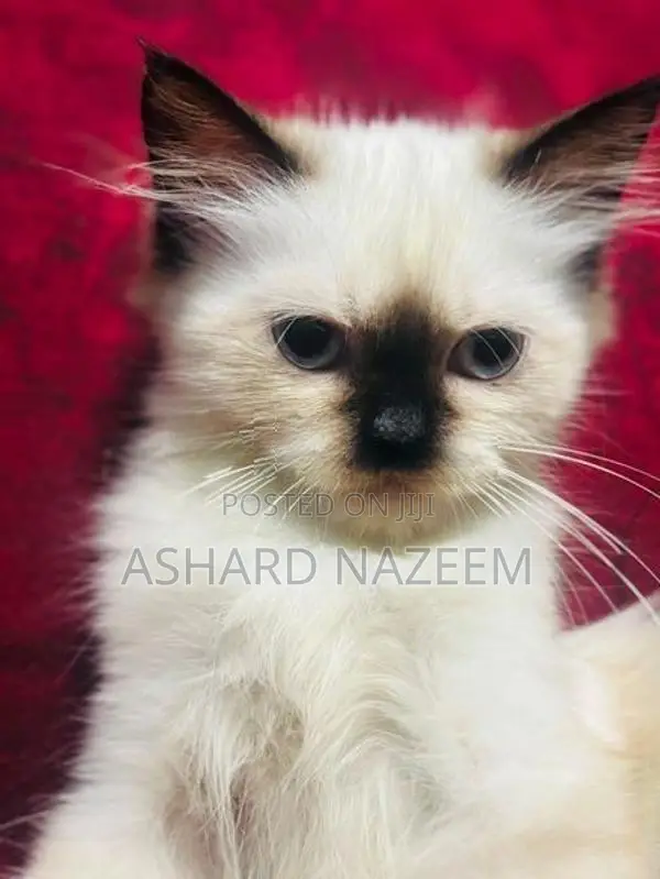 Adorable Seal Point Himalayan
