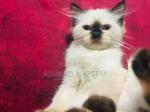 Adorable Seal Point Himalayan
