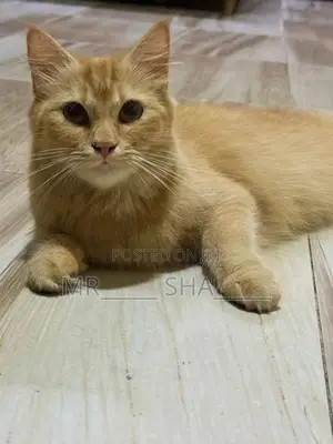 Persian Cat
