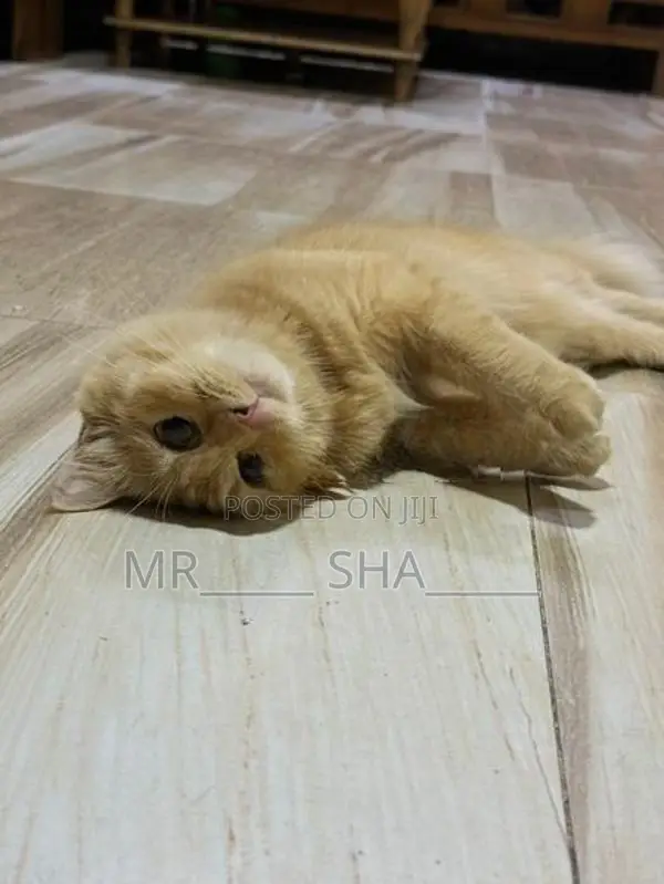 Persian Cat