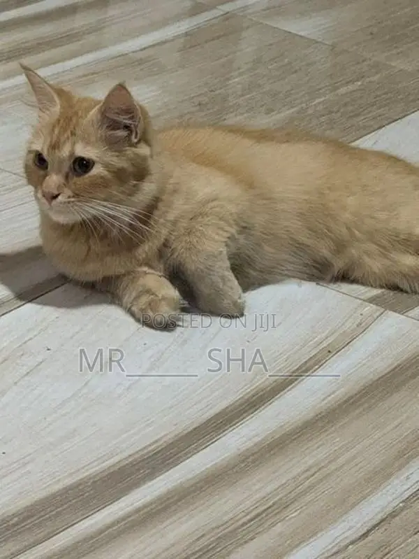 Persian Cat
