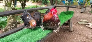 කොචින් පැටවුන්