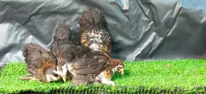 කොචින් පැටවුන්