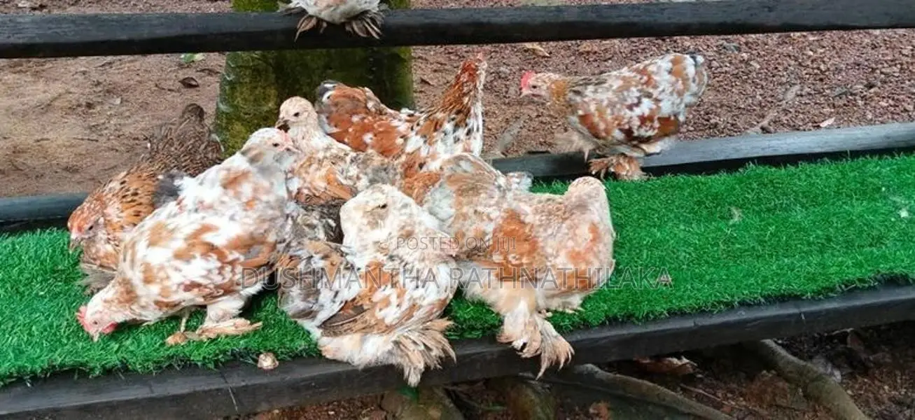 කොචින් පැටවුන්