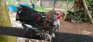 කොචින් පැටවුන්