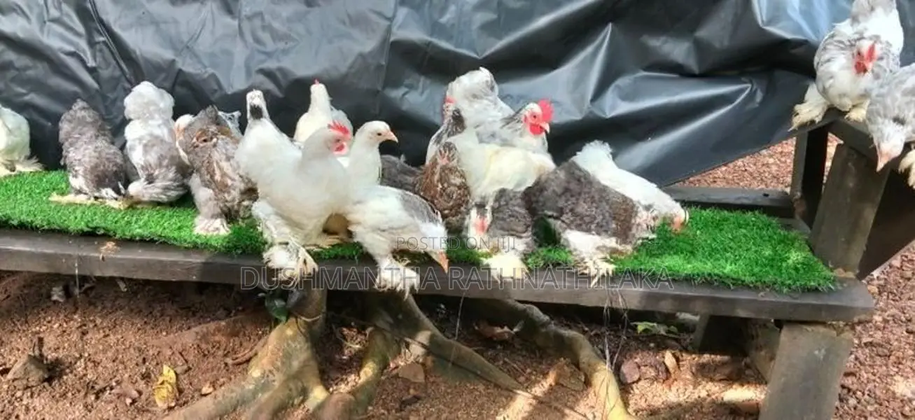 කොචින් පැටවුන්
