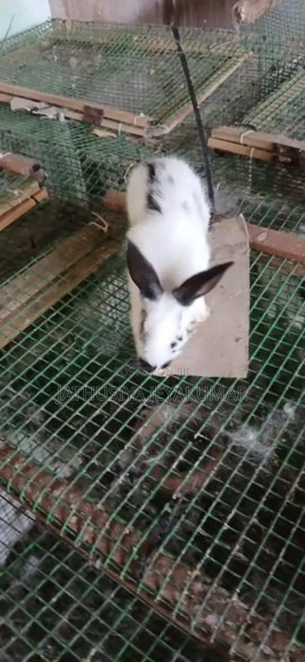 Rabbit