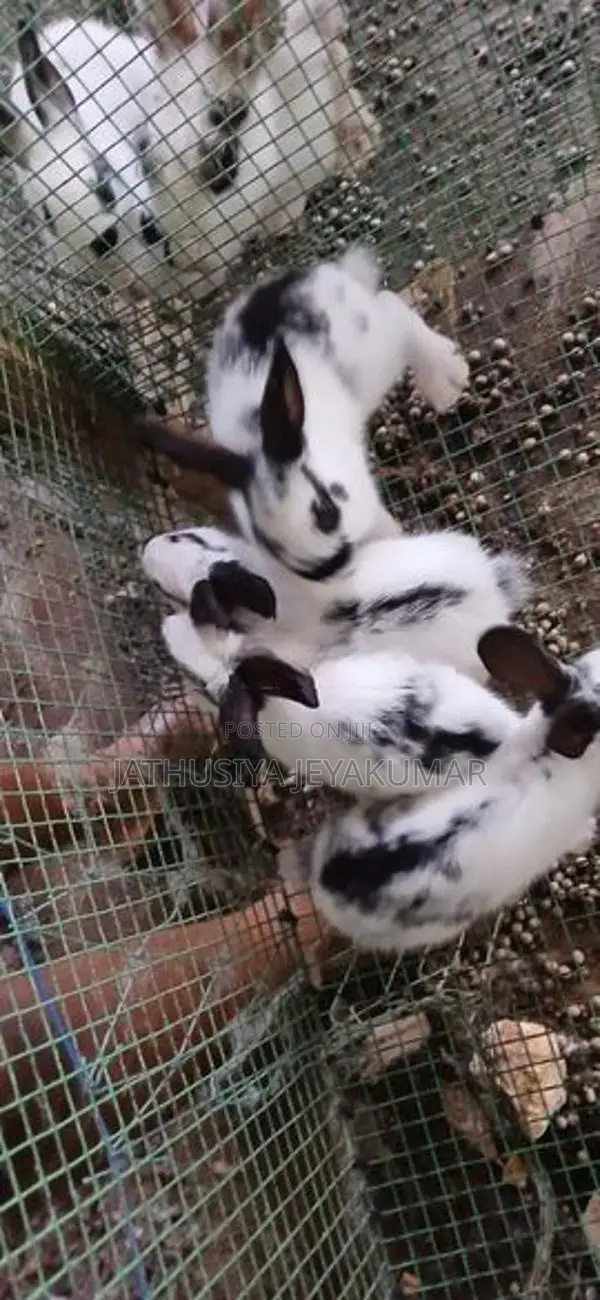 Rabbit