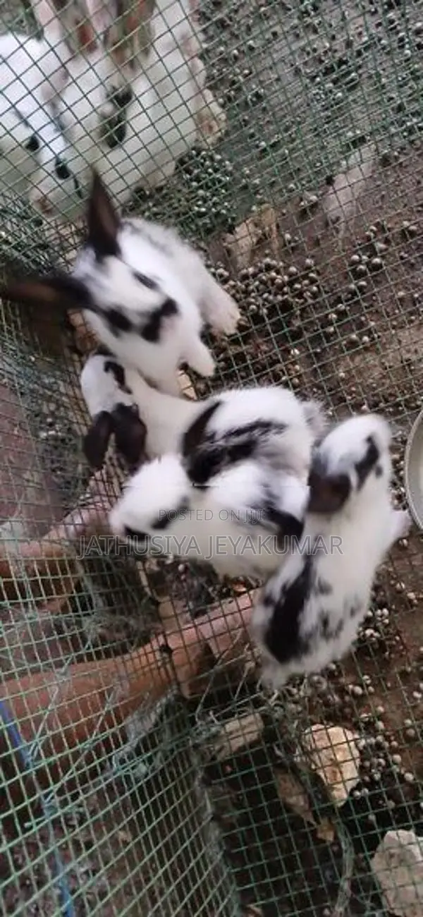 Rabbit