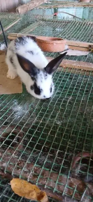 Rabbit