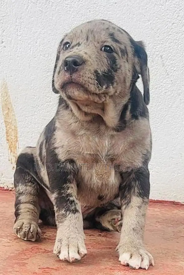 American Bully Puppies